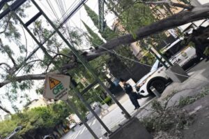 Registran caída de siete árboles en cinco alcaldías de la CDMX