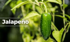 Ssa investiga brote de salmonelosis vinculado a chiles jalapeños de Nuevo León y Sinaloa