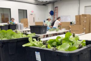 Reportan primeras dos muertes por brote de ciclosporiasis asociado a lechugas en Michigan
